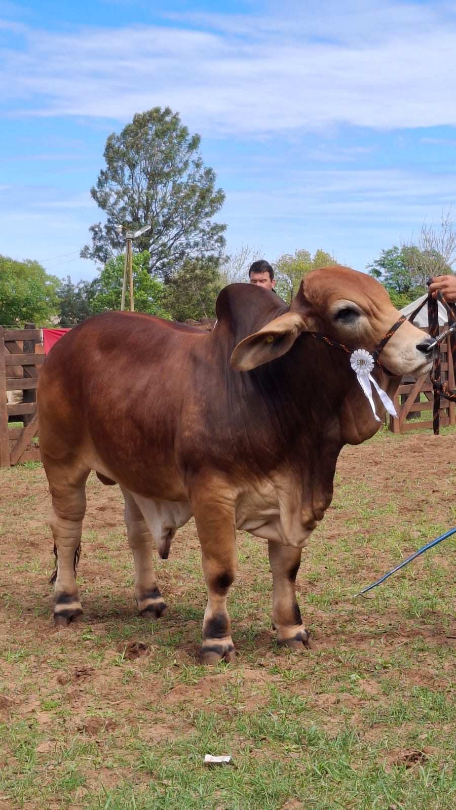 Arrancó la Expo Rural 2026 con la jura de Brahman