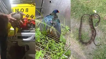 Tres animales silvestres rescatados en un día en Corrientes