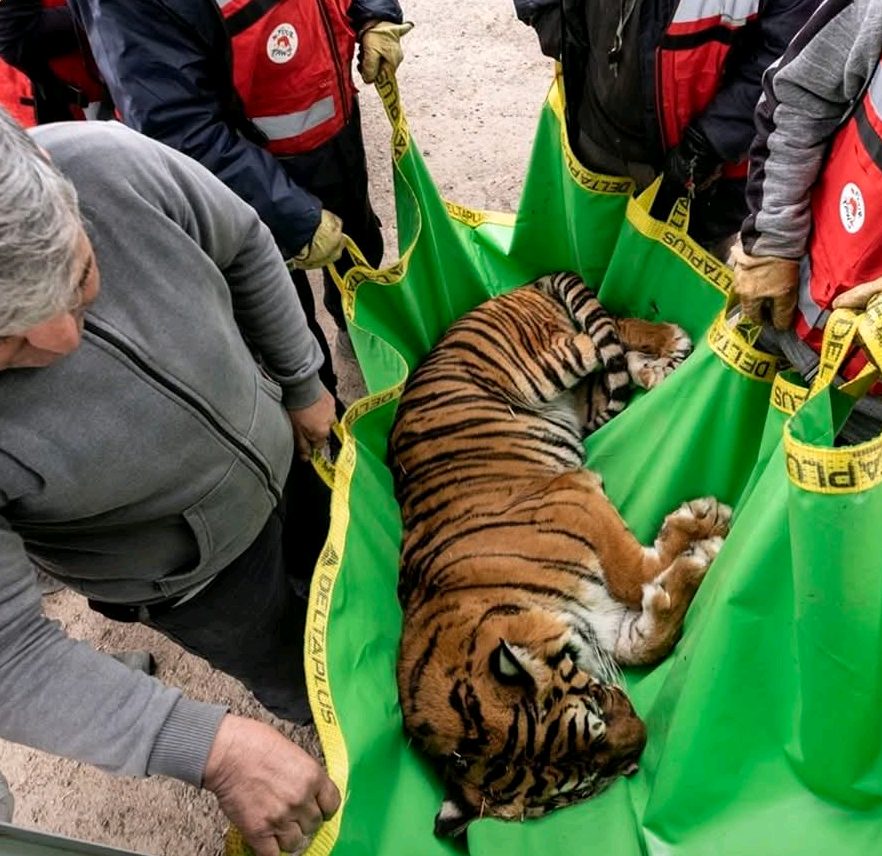 Rescatan a 30 leones y tigres de un zoo cerrado en Argentina