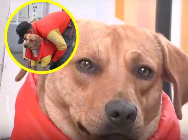 Un perro callejero se convirtió en guardia de una gasolinera