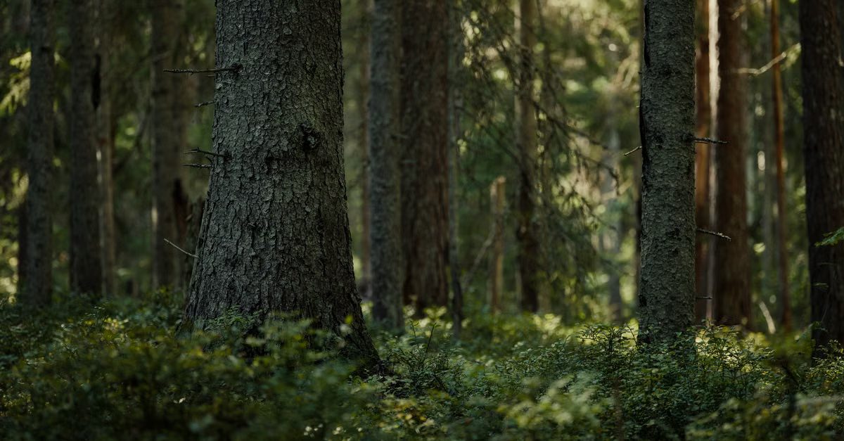 Foto: Lauri Poldre / Pexels