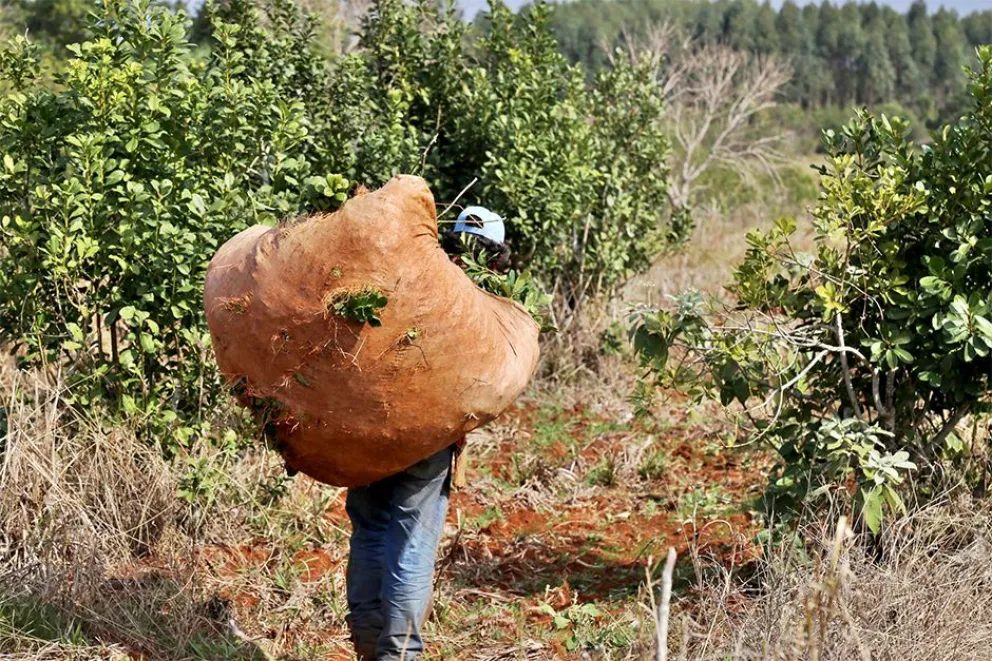 India habilita la importación regular de yerba mate argentina