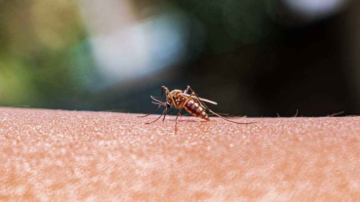El cambio climático expande mosquitos y sus enfermedades al norte