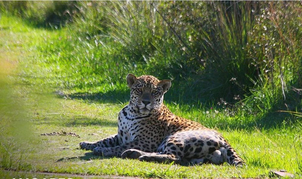 Iberá sigue abierto al turismo pese al yaguareté suelto