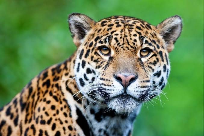 Un yaguareté con GPS ronda los senderos turísticos del Iberá