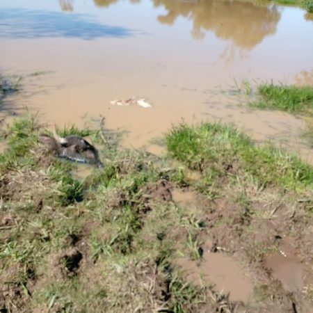 Denuncian faena irregular de dos búfalos en Virasoro