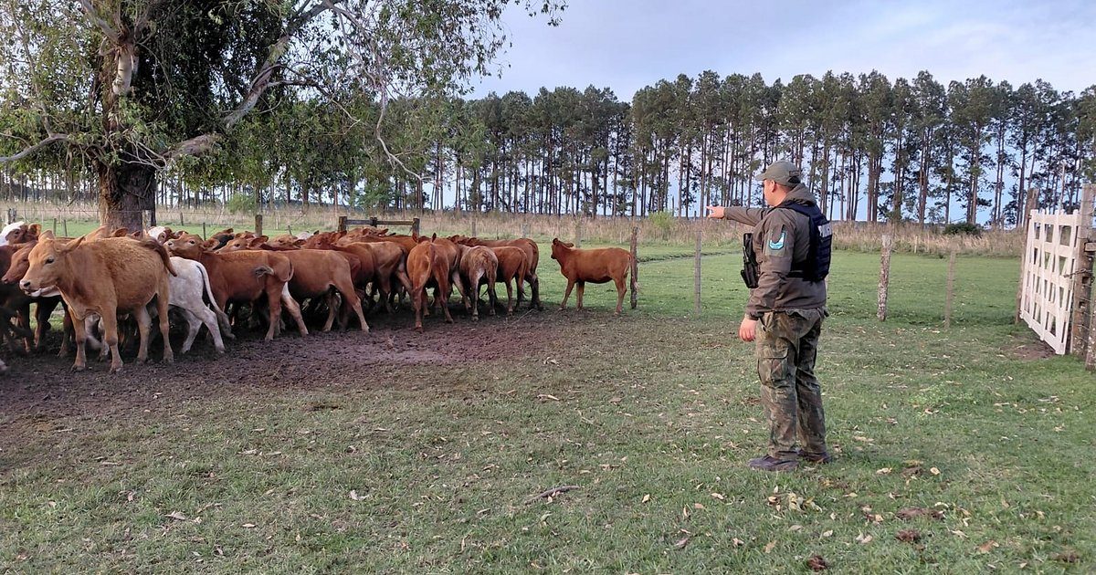 Recuperan 41 vaquillas extraviadas en un campo de Corrientes