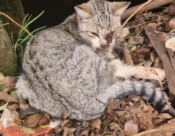 Rescatan a una gata y un perro abandonados y famélicos