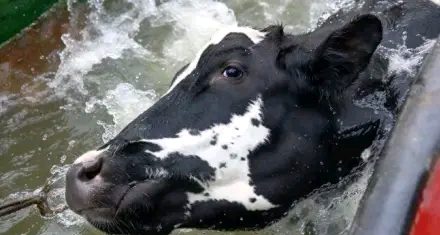 Denuncian maltrato animal en la evacuación de ganado por la crecida