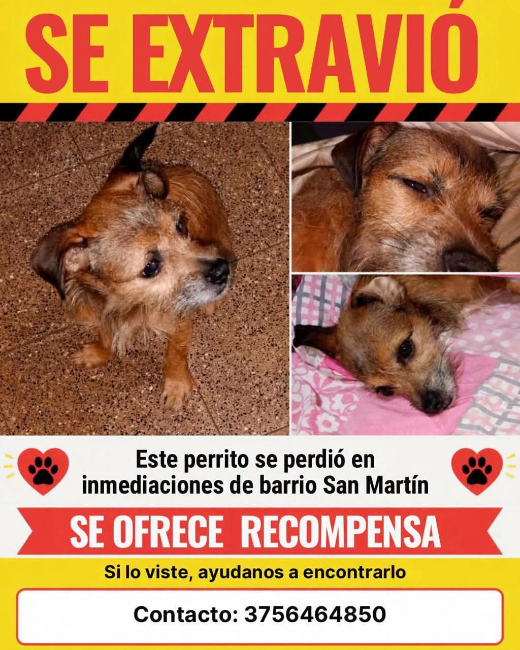 Se perdió un perro en el barrio San Martín y ofrecen recompensa