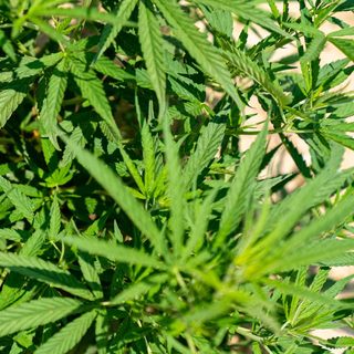 Foto: Mark Stebnicki / Pexels