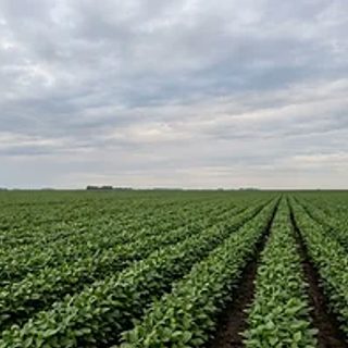El Niño llega con lluvias y obliga a replanificar la siembra