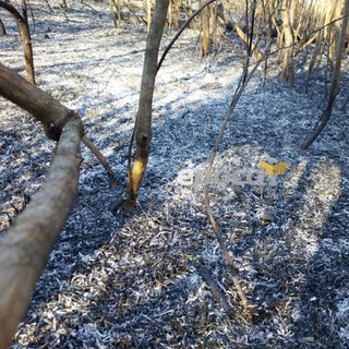 Bomberos controlaron un incendio de pastizales en San Cayetano