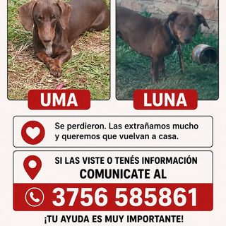 Buscan a Uma, una perrita perdida en Narciso Vega