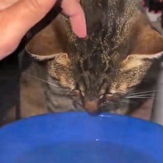 Su gato estaba resfriado y le hizo una sesión de vapor