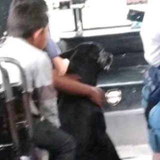 Un perro persiguió el colectivo y el chofer lo dejó subir