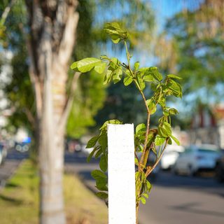 Corrientes celebra la Semana del Árbol con actividades gratis