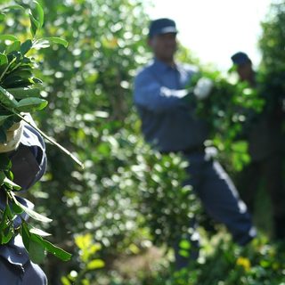 Yerba mate: la crisis brasileña enciende una señal de alerta para los productores argentinos