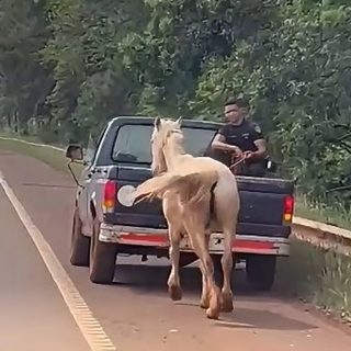 Un caballo suelto en la Ruta 14 de San Pedro terminó devuelto a su dueño