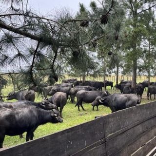 La cría de búfalos crece 15% anual en el Iberá correntino