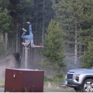 Un bisonte embistió a un turista en Yellowstone y quedó grave