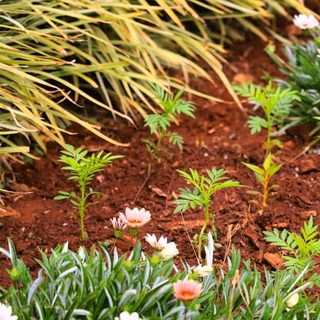 El Vivero Municipal mantiene las plantas de tres espacios de la ciudad