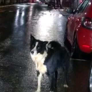 Buscan al dueño de un perro perdido en San Martín