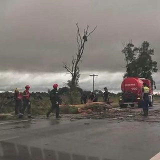Un eucalipto caído cortó la Ruta 12 en Ituzaingó