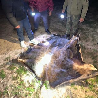 El abigeato en Corrientes dejó 400 mil hectáreas sin producir