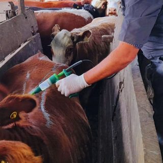 El bovino Criollo muestra resistencia genética a la garrapata