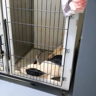 El Municipio ofrece castraciones gratis para perros y gatos