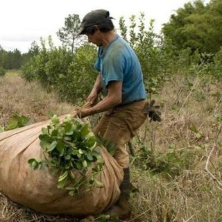 Ofrece lechón y bebidas para conseguir tareferos en Misiones