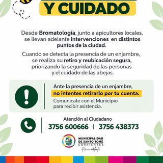 Retiran enjambres de abejas sin dañar a las abejas
