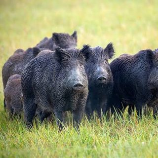 Alarma en el campo por el avance del jabalí europeo y sus millonarias pérdidas