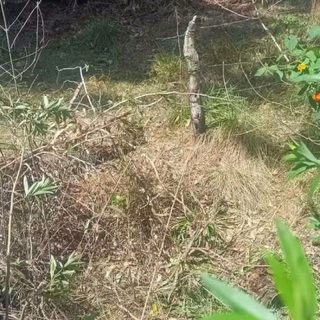 Cortaron el alambrado y faenaron una vaquillona en Monte Caseros