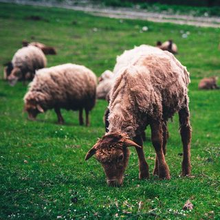 Foto: DEEN SALLY / Pexels