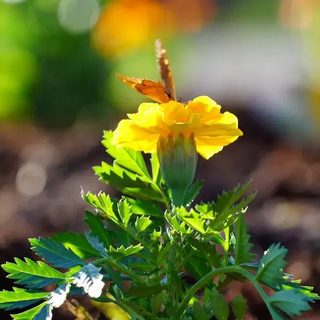 Apóstoles amplía la plantación de flores en espacios públicos