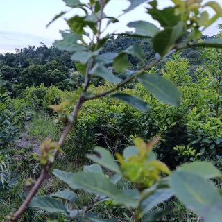 Yerba mate: 26 meses en crisis y el productor cobra menos