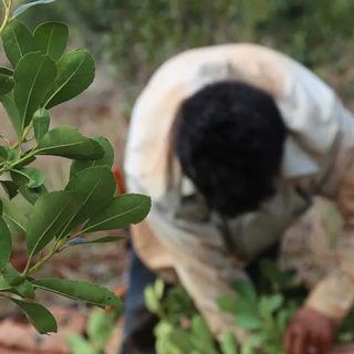 Productores yerbateros piden declarar la emergencia del sector