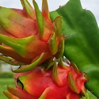 El Inta Corrientes estudia la pitahaya para diversificar la fruticultura