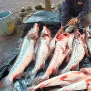 Corrientes refuerza controles por pesca furtiva en el Paraná