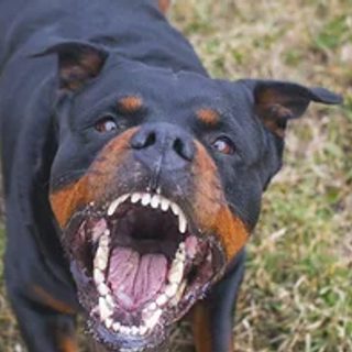 Un Rottweiler mató a un perro salchicha y mordió a dos mujeres