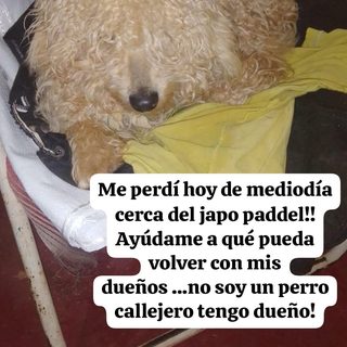 Buscan a un perro perdido cerca de Japo Pádel