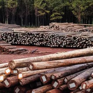 Forestación y té sostienen las exportaciones de Corrientes