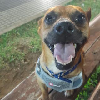 Condenan a un médico por matar al perro de su vecino