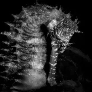 Un caballito de mar y sus crías ganan el mejor foto submarina