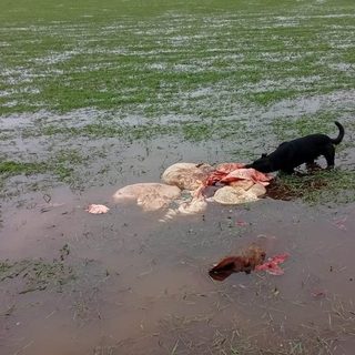 Robaron y faenaron ocho vacas en un campo de Santo Tomé