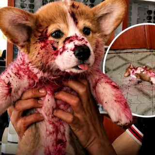 Un cachorro cayó en un charco de mermelada y generó pánico