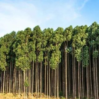 Corrientes proyecta a la forestación como motor industrial