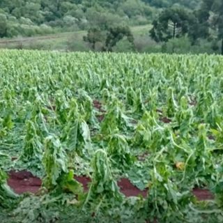 El granizo dañó plantaciones de tabaco en el centro de Misiones